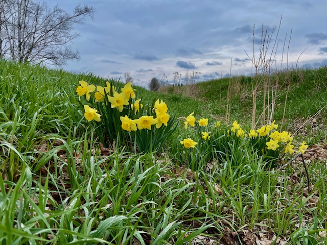 Yellow tulips in grass.